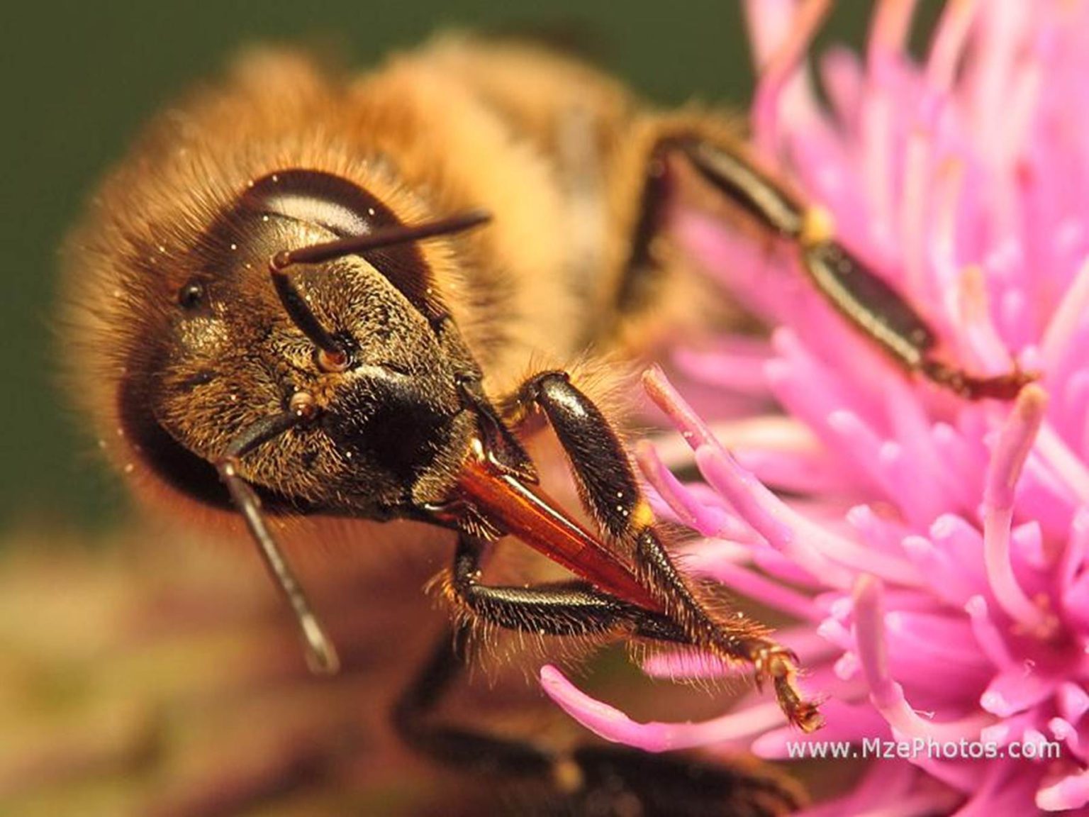 Как называется нектар. Хоботок шмеля. Перепончатокрылые Шмель. Хоботок пчелы. Медоносная пчела.
